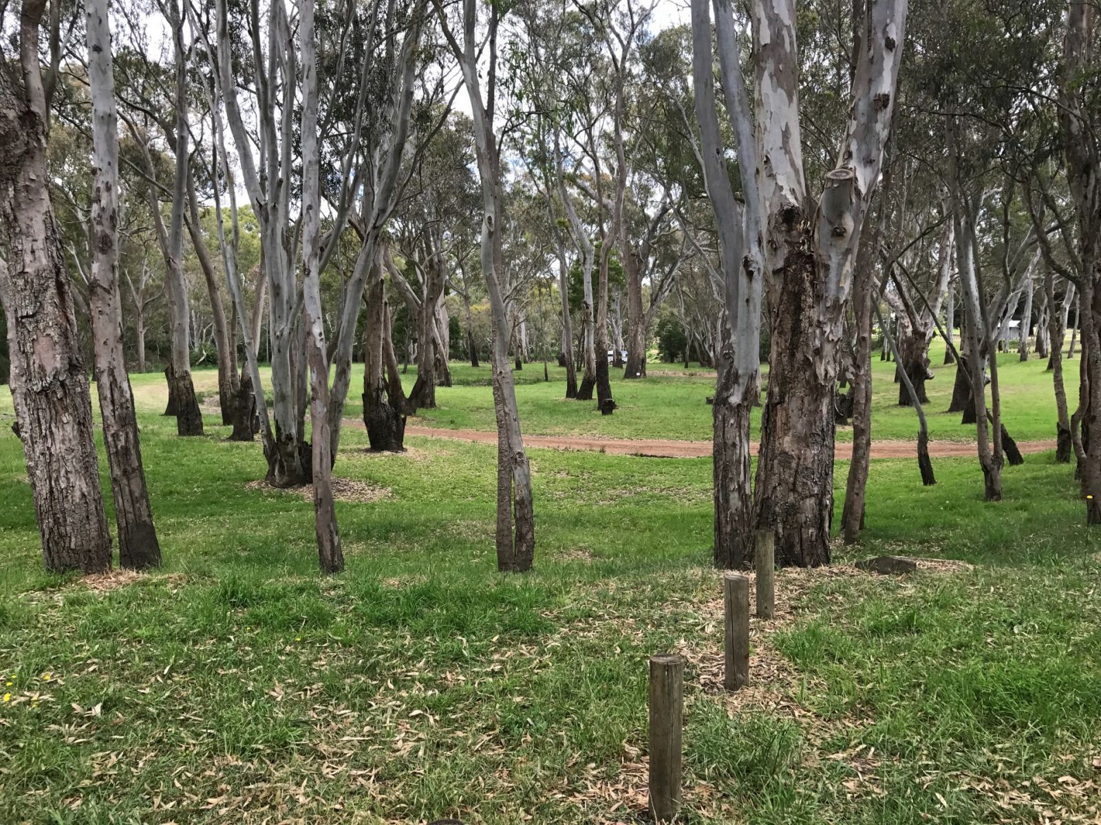 A grassy area dotted with many red gum trees