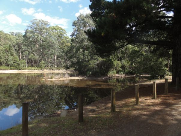 A shallow dam surrounded by trees. 