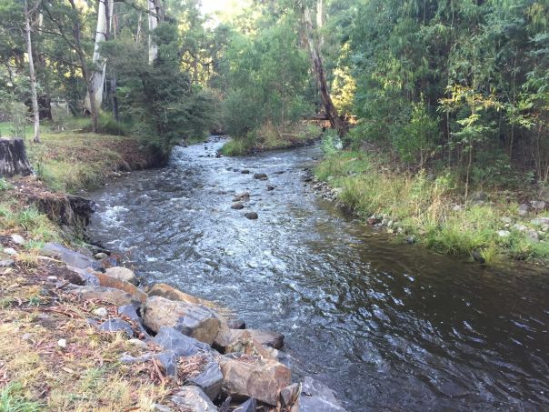 A river flows between green trees