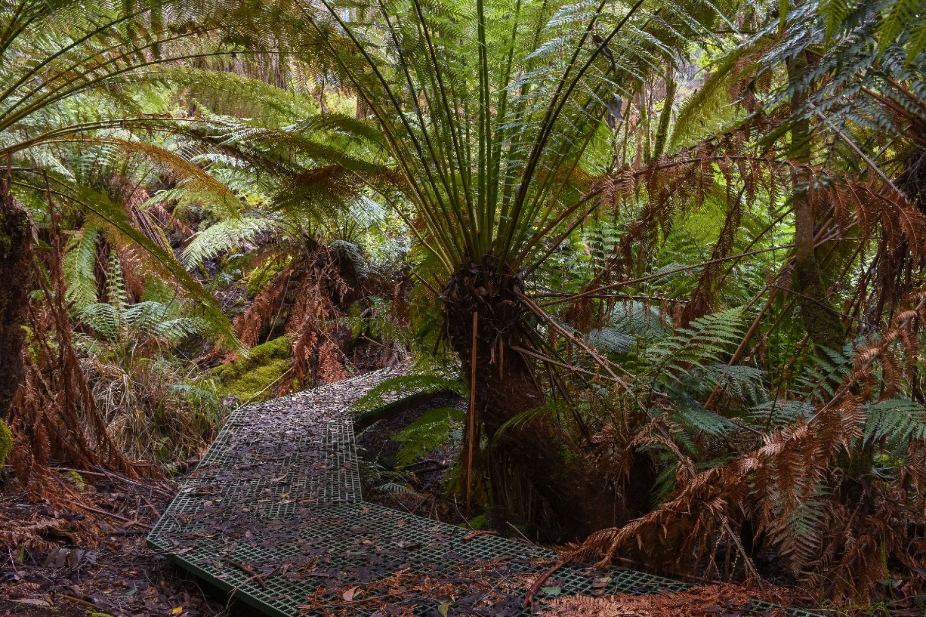 The boardwalk passing through fern-free lined guillies