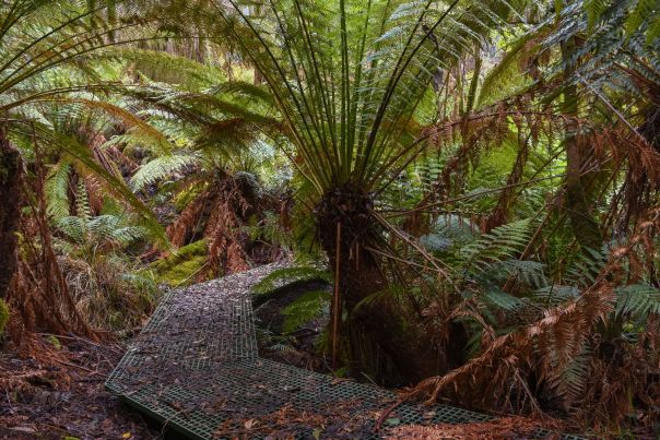 The boardwalk passing through fern-free lined guillies