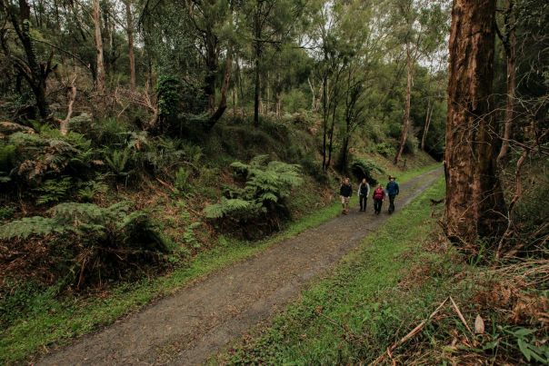 Four walkers walking on the trail