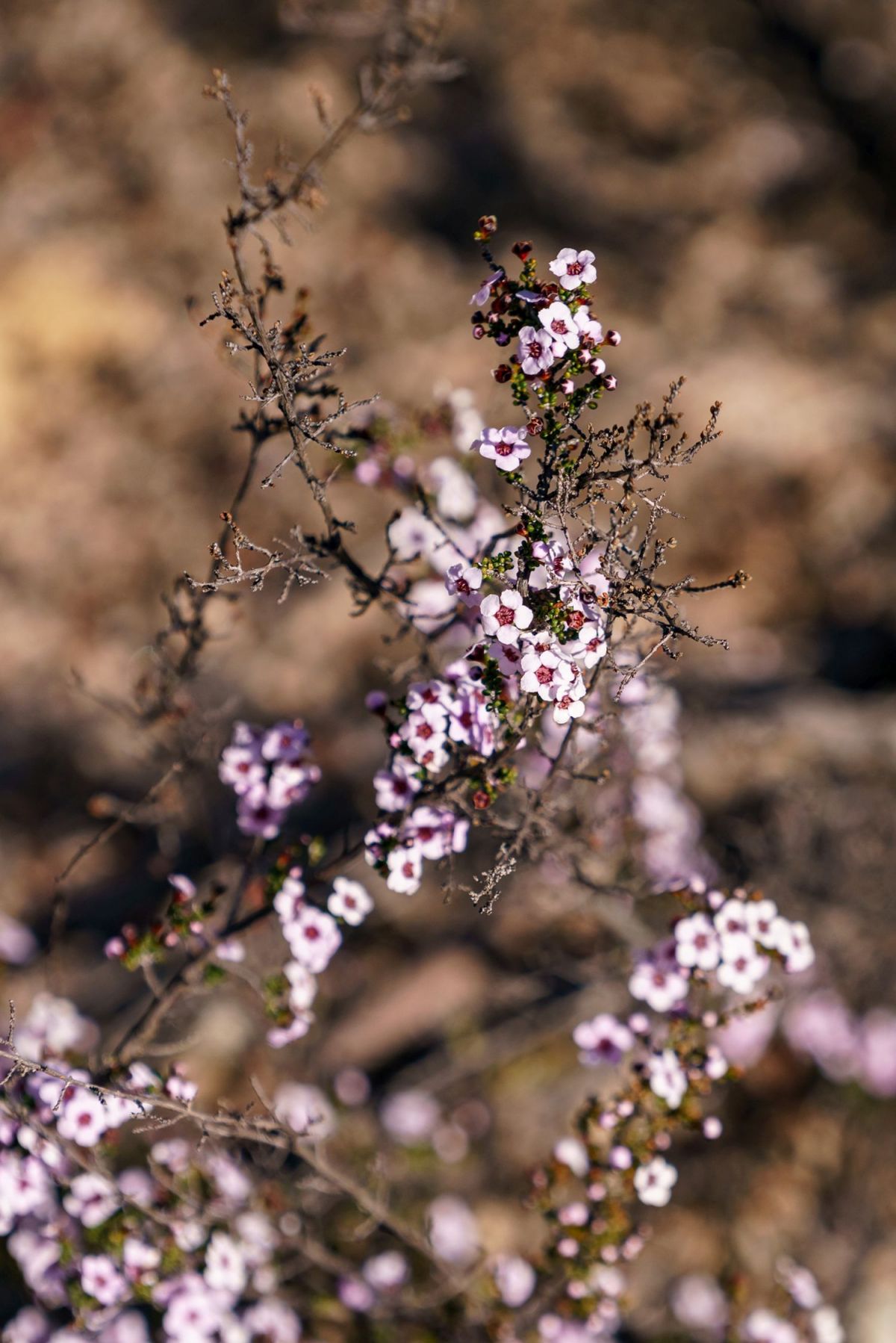 Close up of some desert flowers