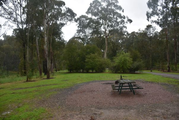 A view of some trees that divide the campground into two sections