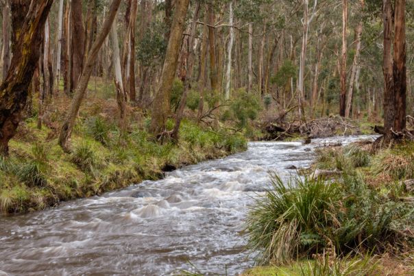 A flowing river surrounded by tall gum trees and long green grass.