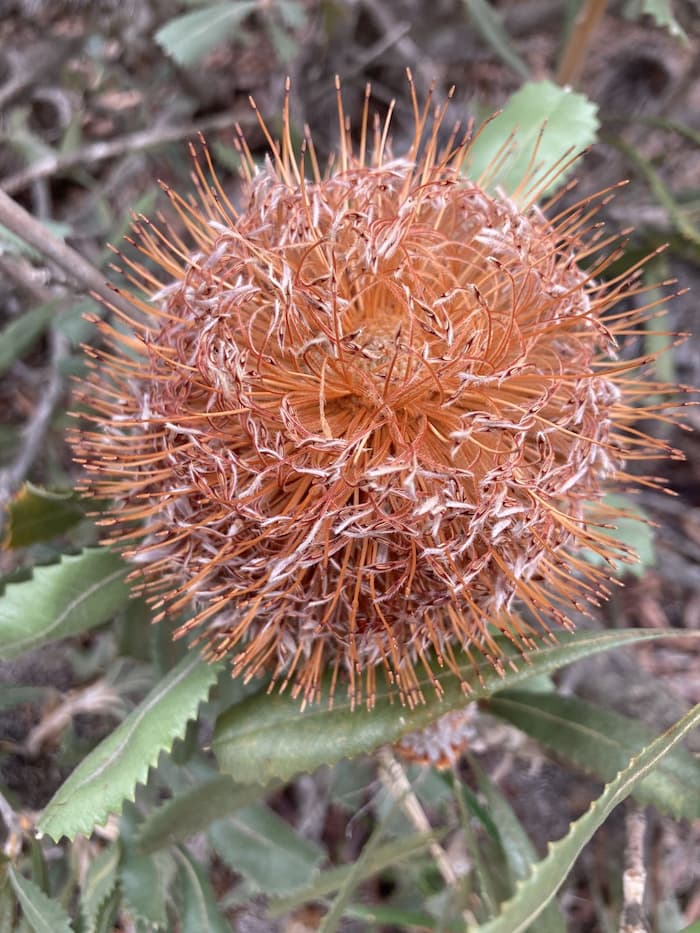 A round pale red flower with narrow prongs and green leaves with spiked edges.  