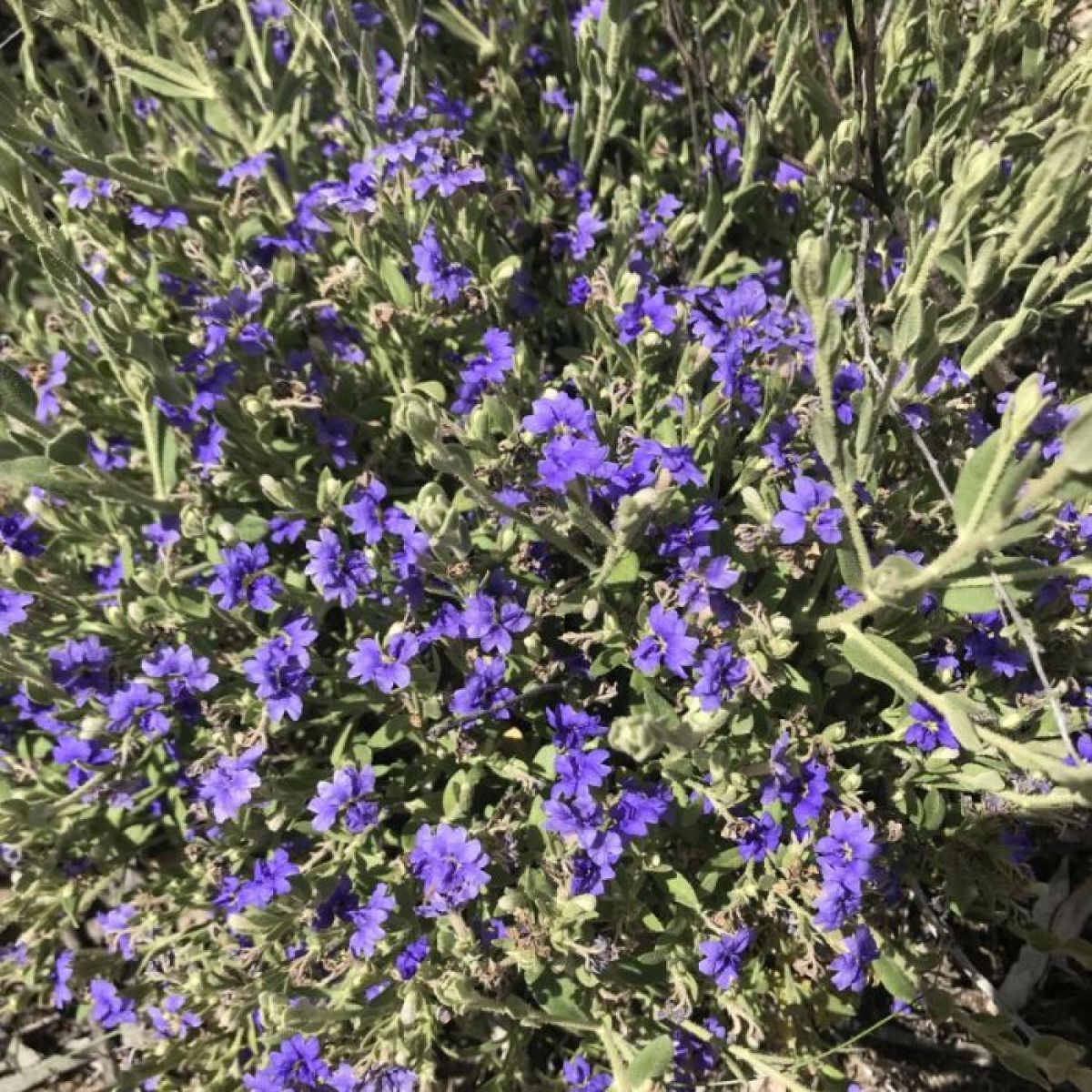 Birhgtly coloured purple flowers adorn a green bush