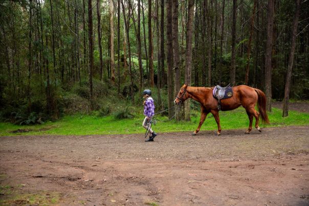 A girl leads a large brown horse down a forest path