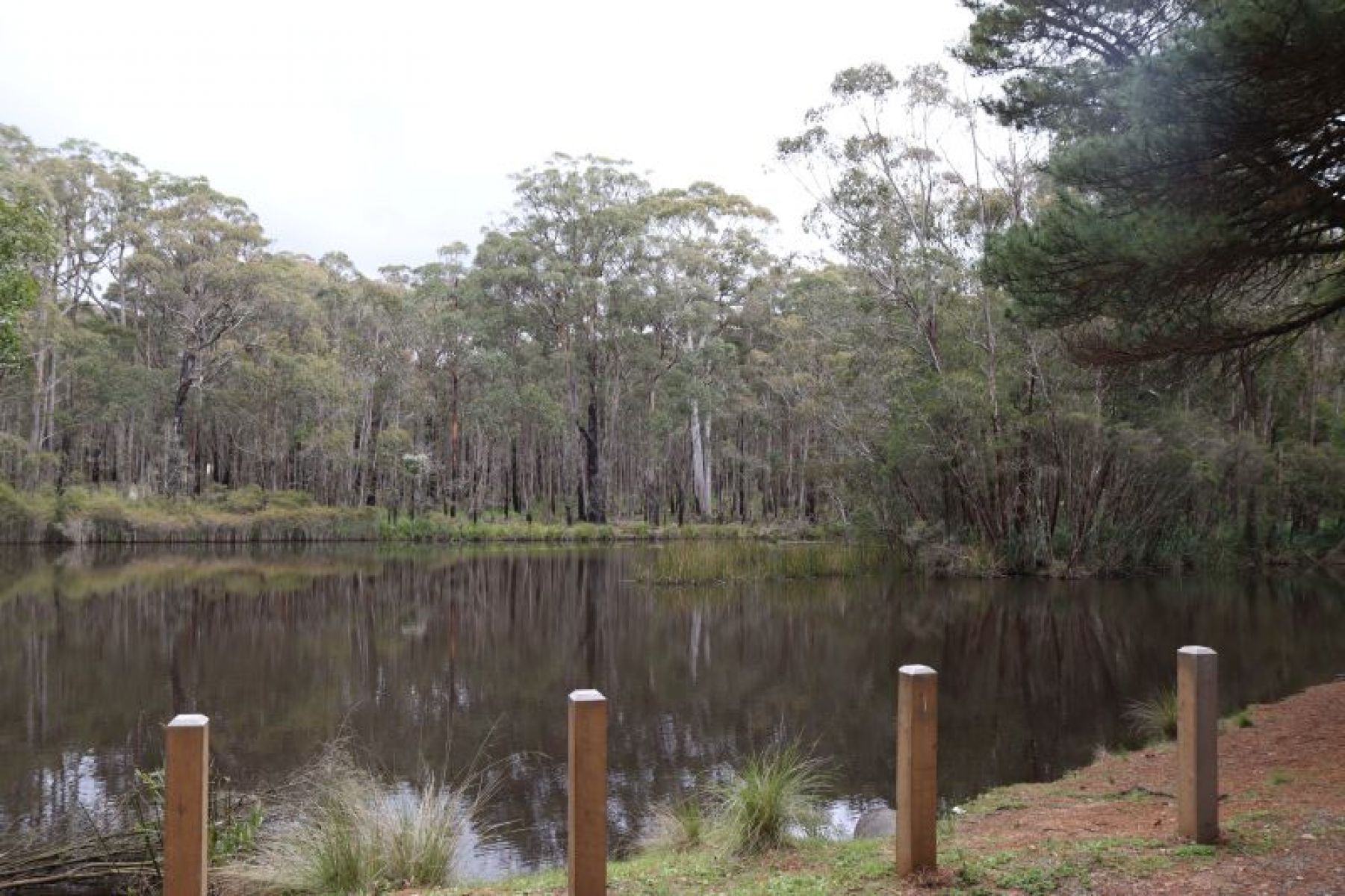 A dam surrounded by bollards and long grass.