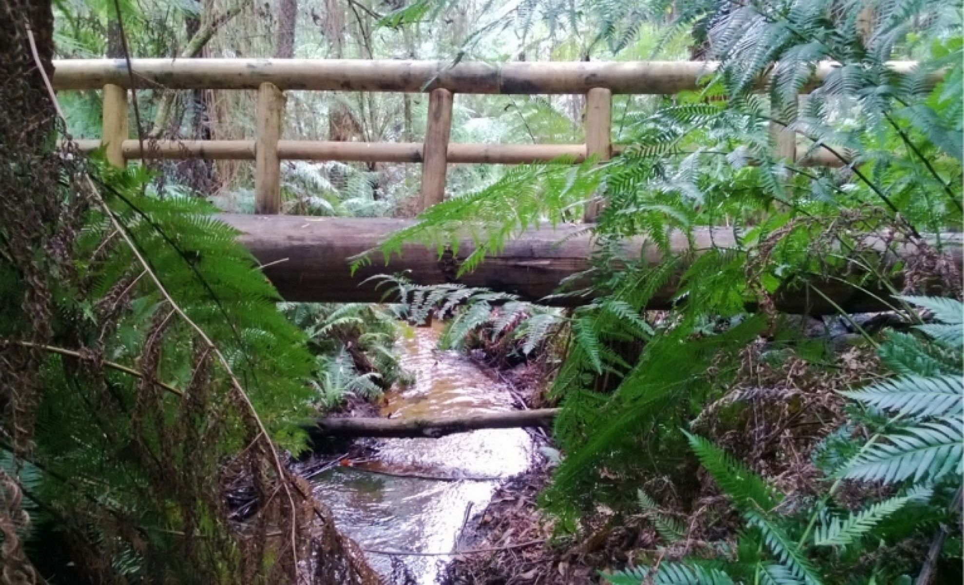 Bridge over a flowing creek, surrounded by lush rainforest