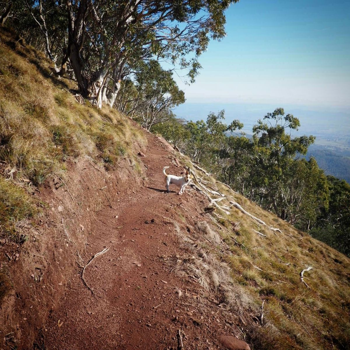 A dirt walking track alongside a steep mountain with a small dog ahead on the path and vast landscape views in the distance