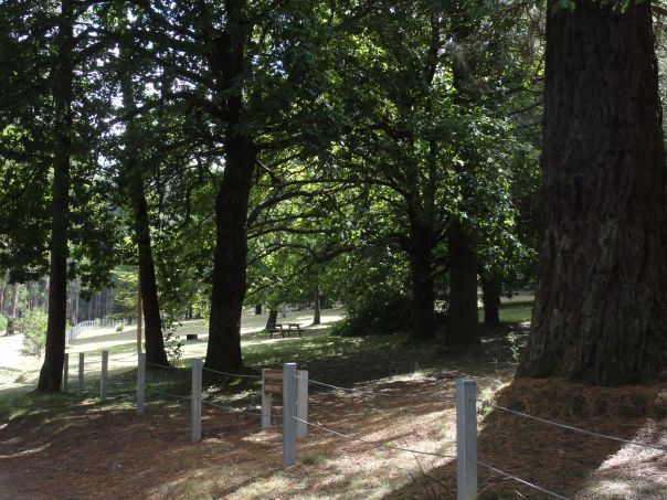 A picnic tables sites under tall green trees