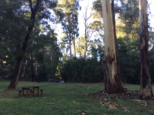 A picnic table sits under under towering eucalypt trees