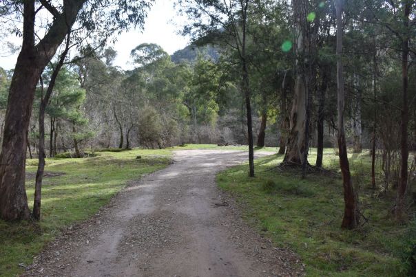 A dirt road leads to a campsite with trees surrounding.