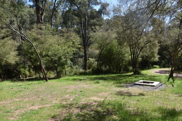 A large open grassy space situated among eucalypt trees.