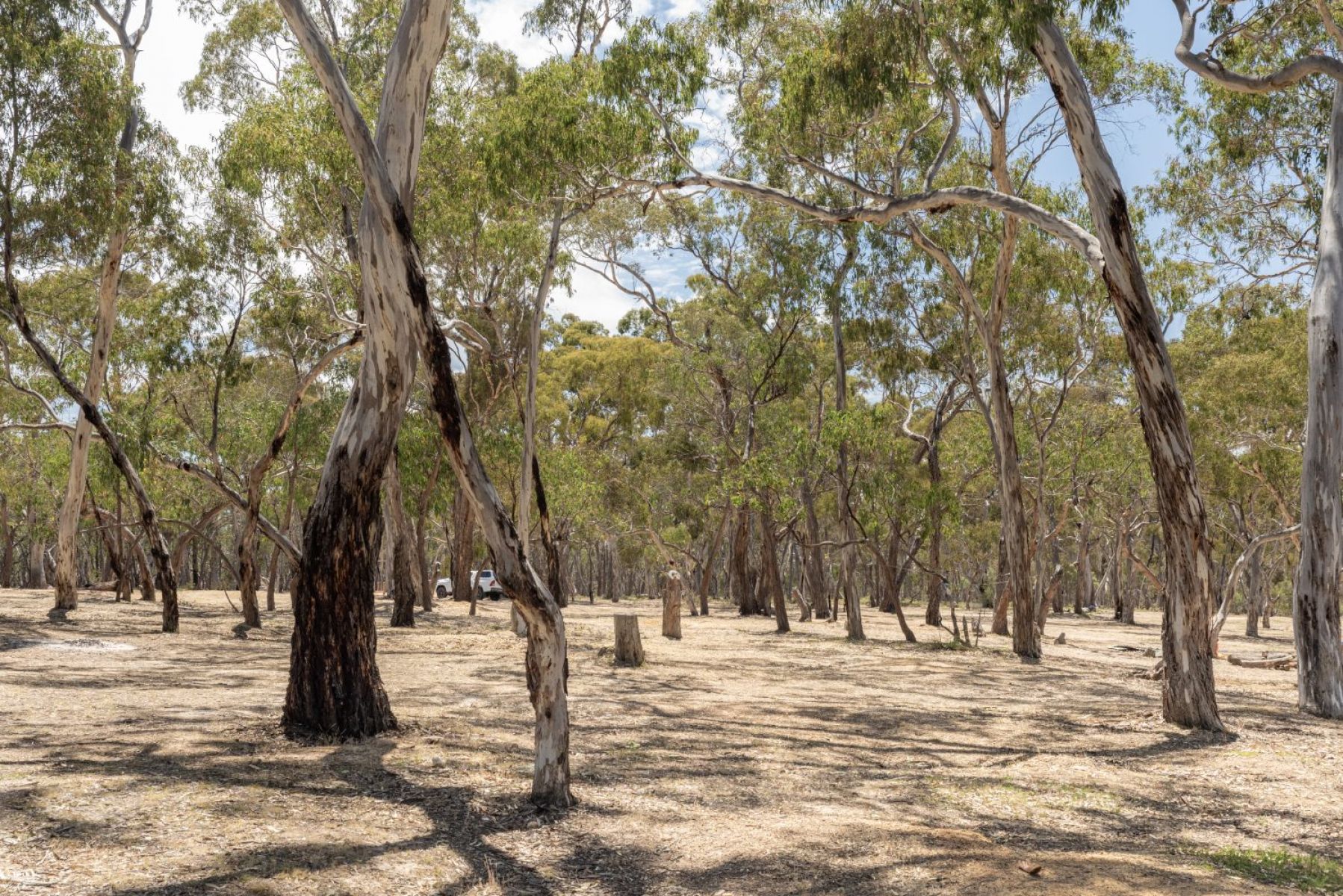 Dry and open bushland used for propsecting gemstones.