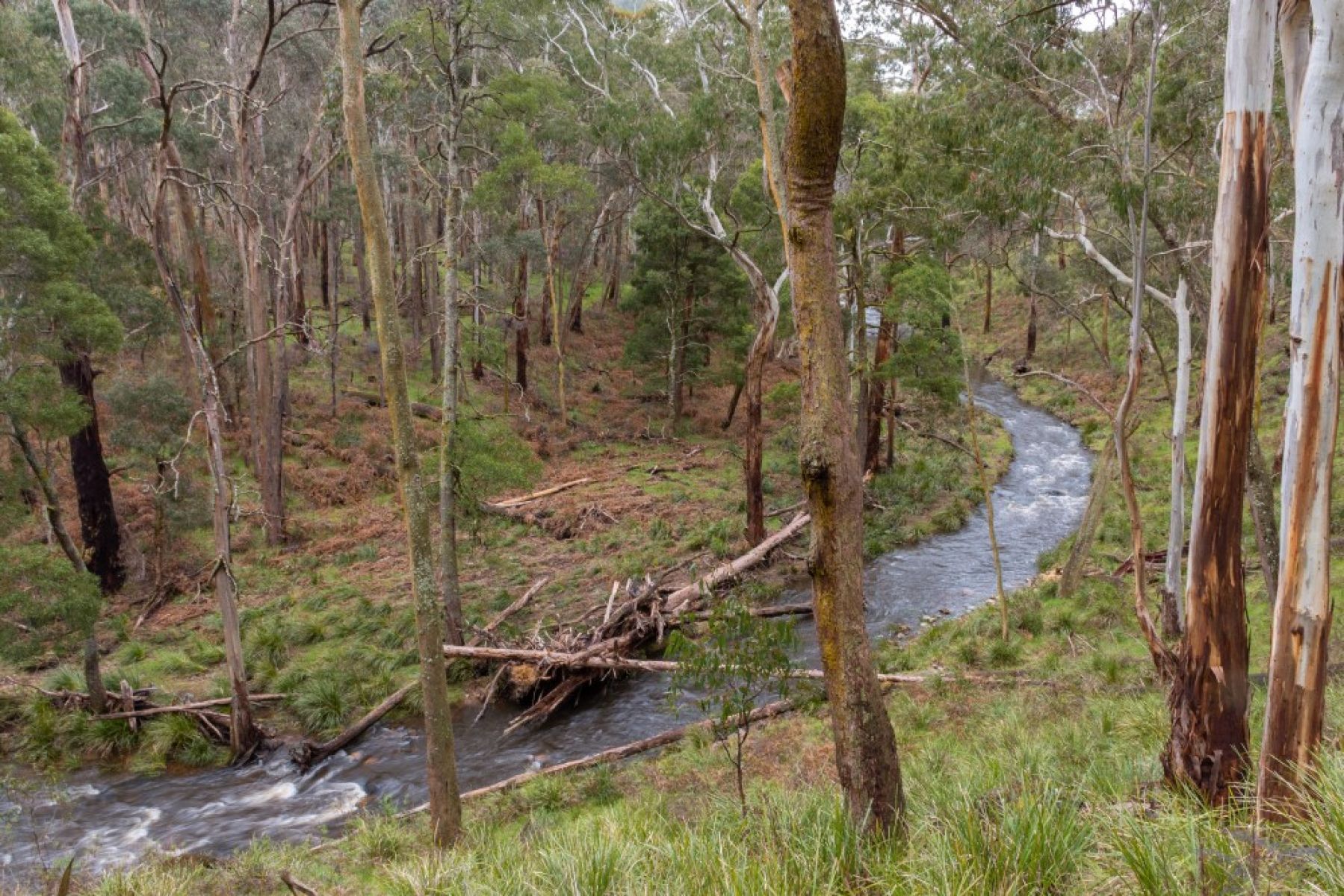 A flowing river winds through native forest