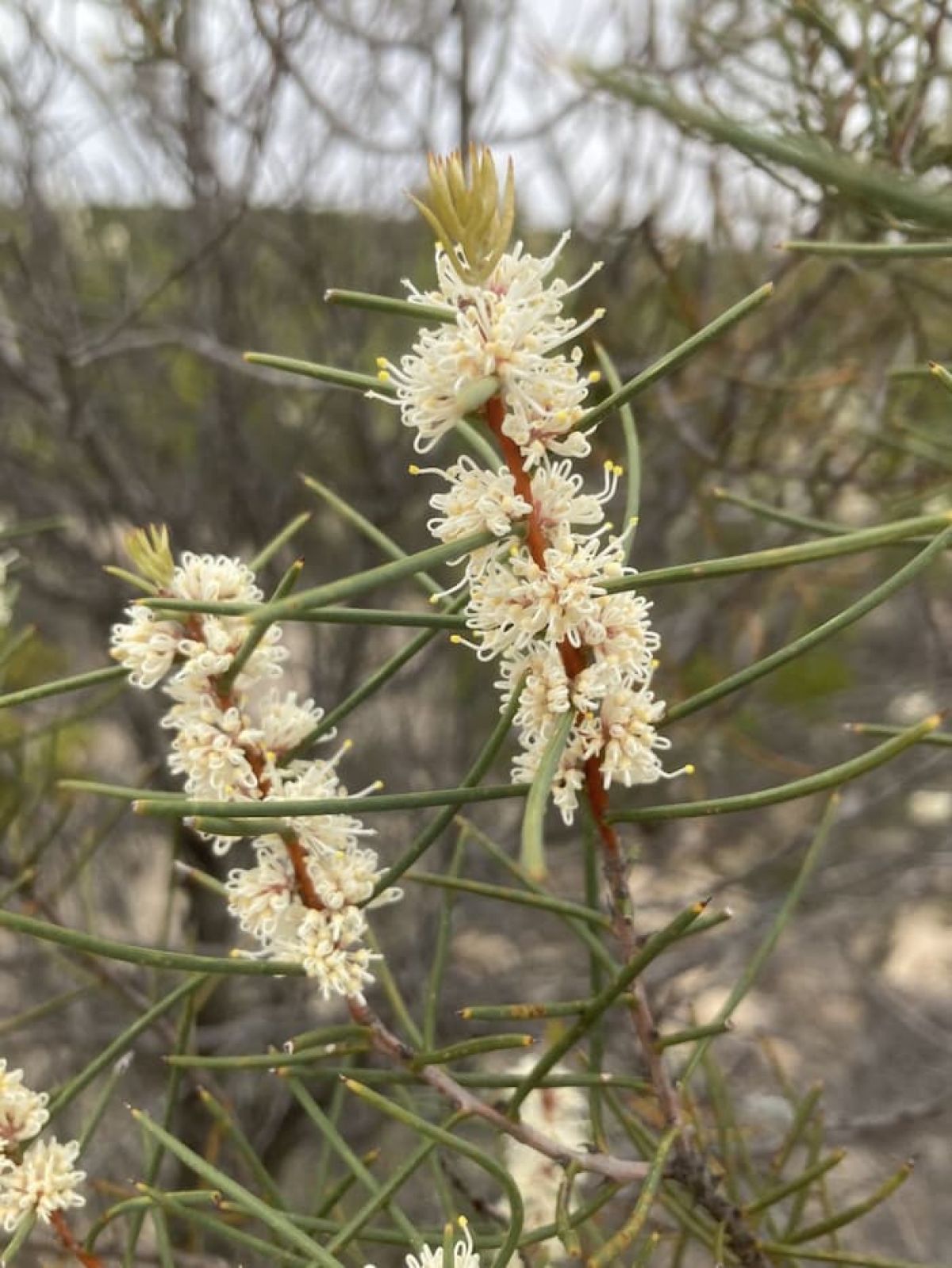 A long stemmed flower with small curly cream coloured petals and long skinny leaves