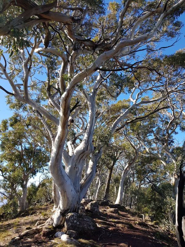 Snow gum trees