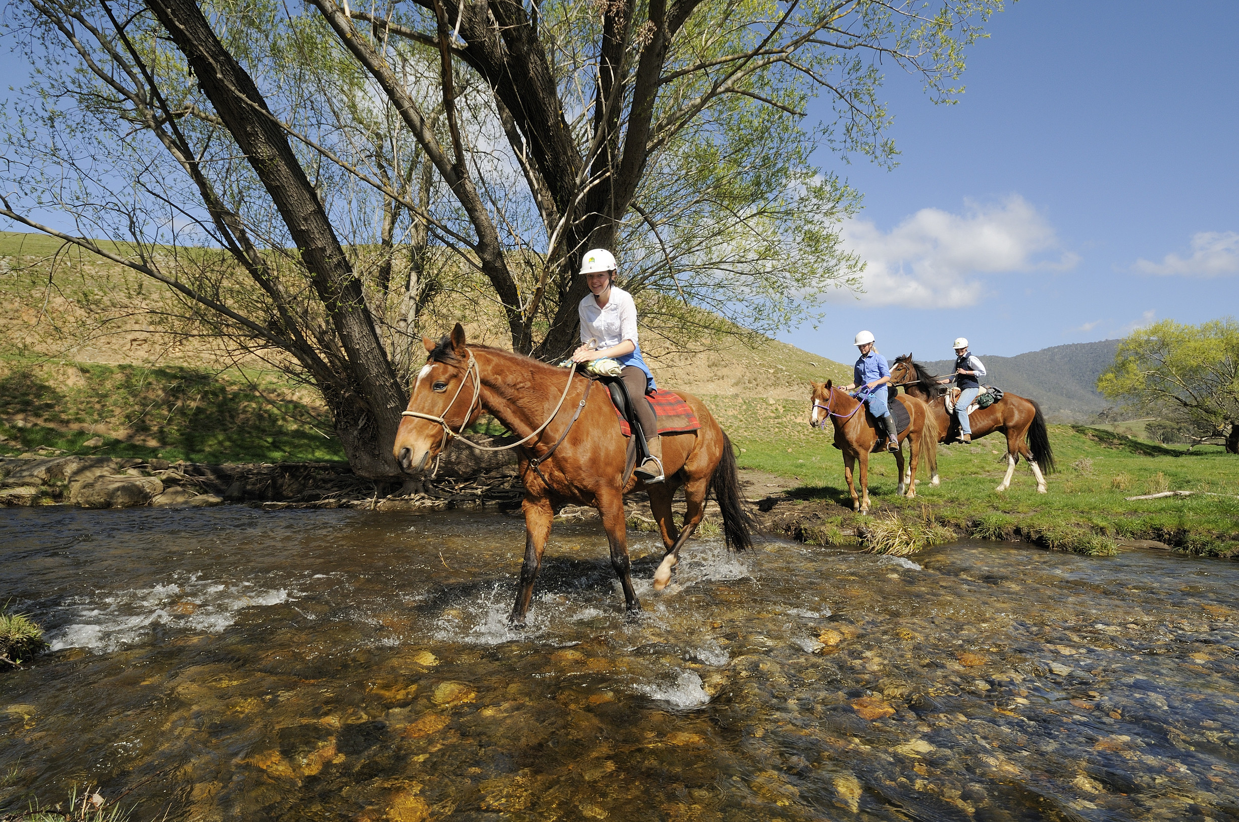 Mountain horse store victoria high rider