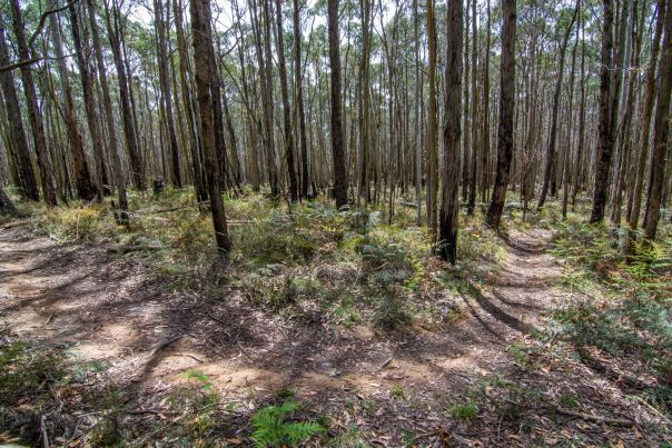 A dirt track winds through bushland