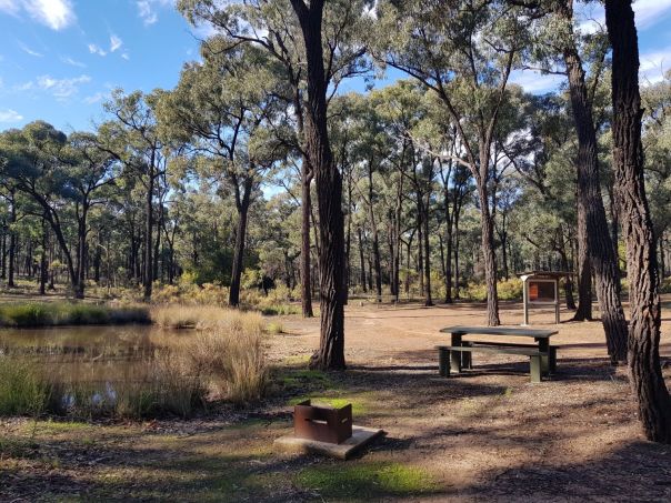 Tall eucalypt trees surround a wooden picnic table and a small metal fire pit on grass.