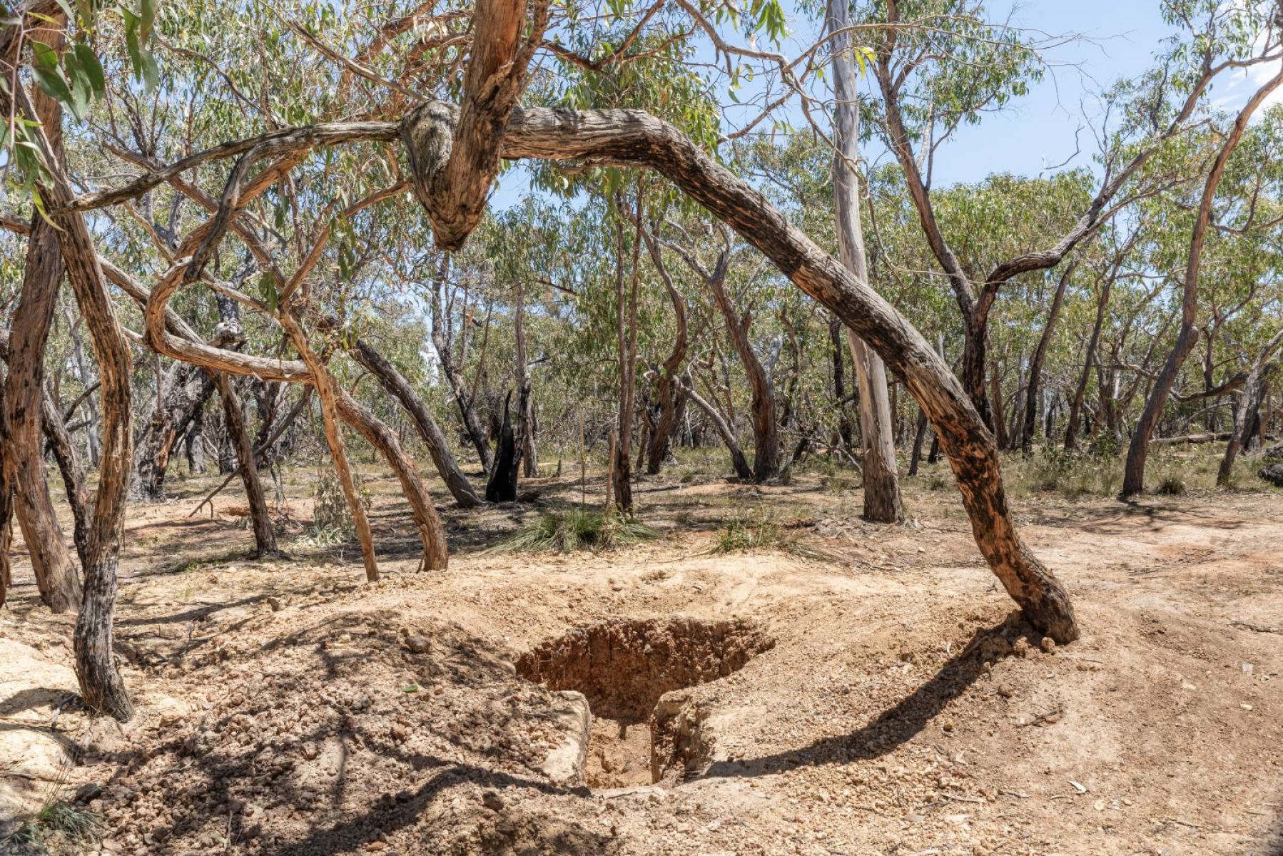 A small prospecting pit in dry busland