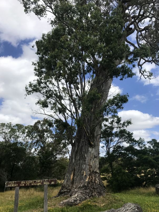 Bilstons Tree, a river red gum tree