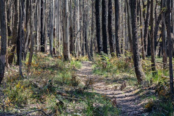 A dirt track winds through bushland