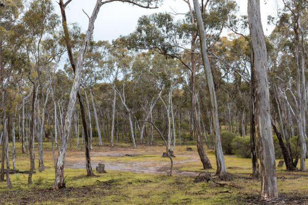 The grassy flat of Fergusons Campsite