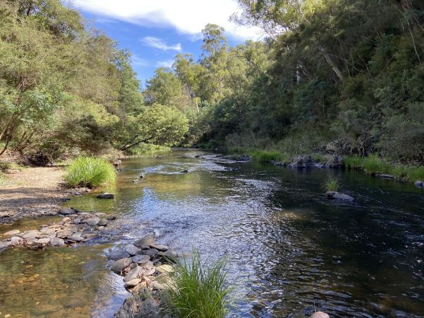 The banks of the Goulburn river by the campground. River flowing over rocks, surrounded by green trees.