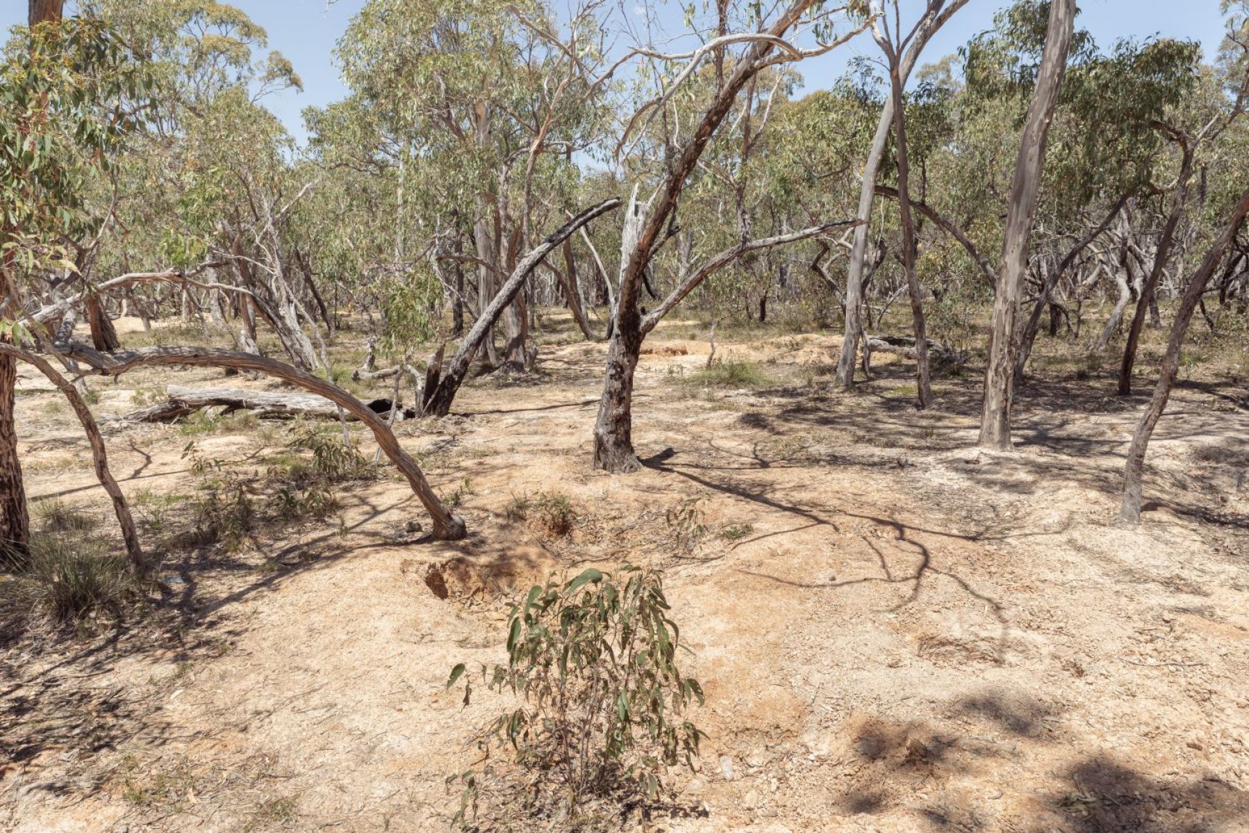 Eucalypt trees scattered in a dry landscape.