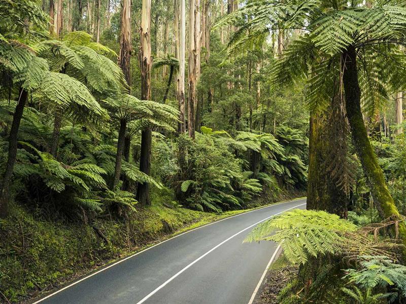 A windy road surrounded by a lush green rainforest.