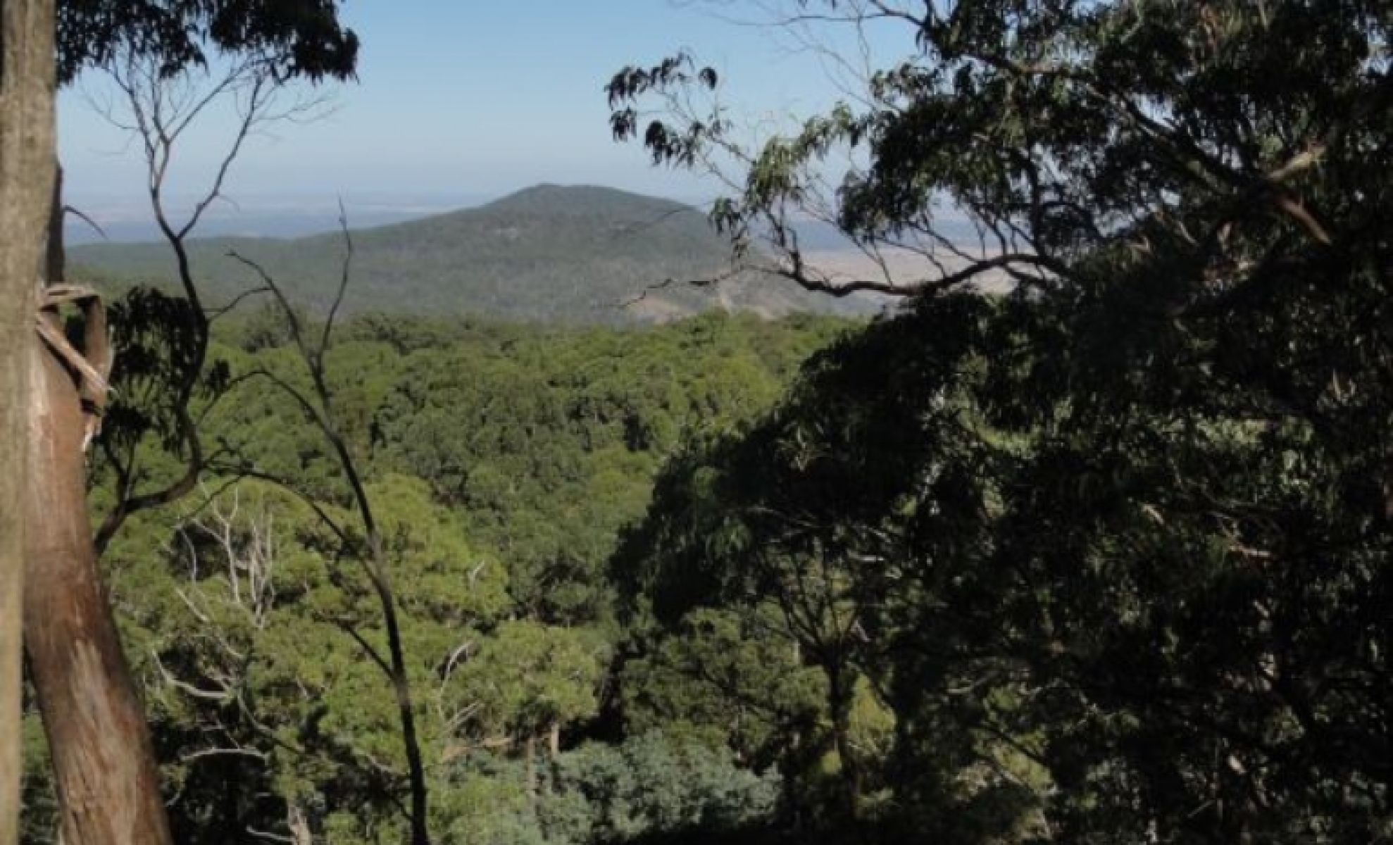 Bushy, green forest looking across to a mountain in the distance 