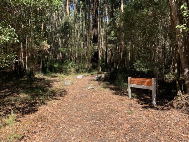 A walking trail and trail head with tall trees 