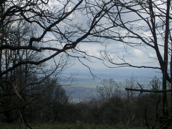 A view through trees of a distant valley