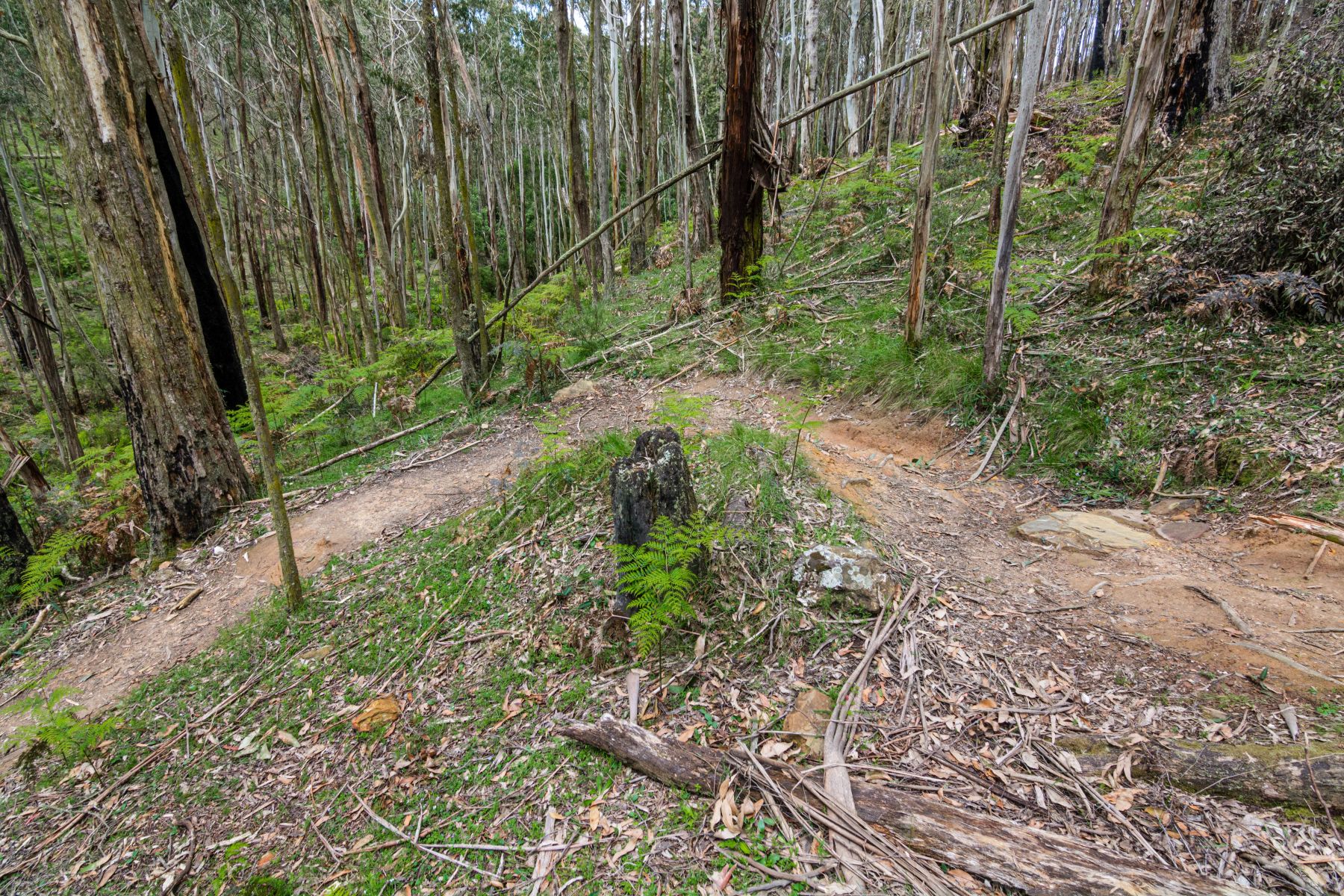 A dirt track winds through bushland