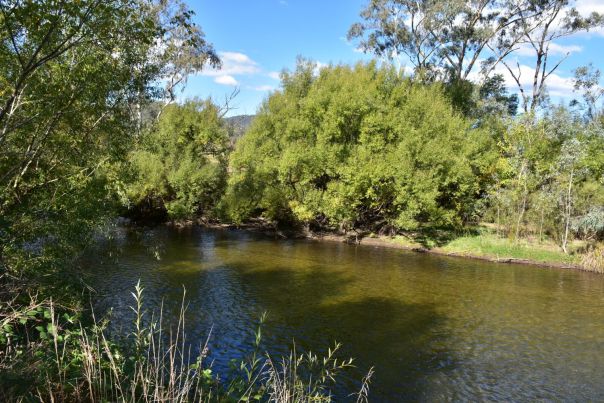 Mitta Mitta River surrounded by trees in foreground and background.