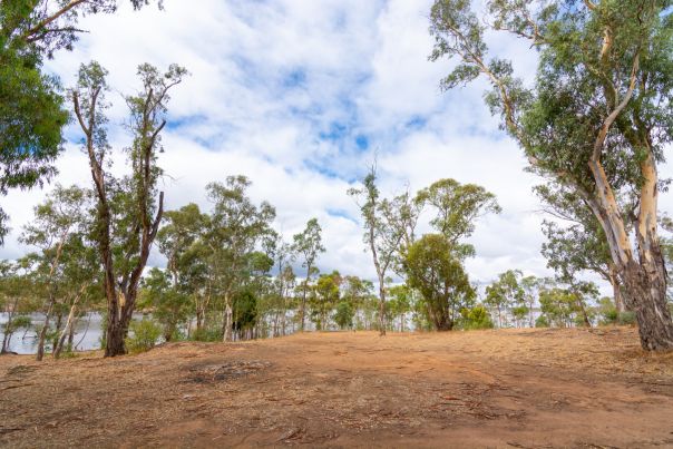 A large dirt clearing next to a river with established trees in the background between the large dirt patch and river.