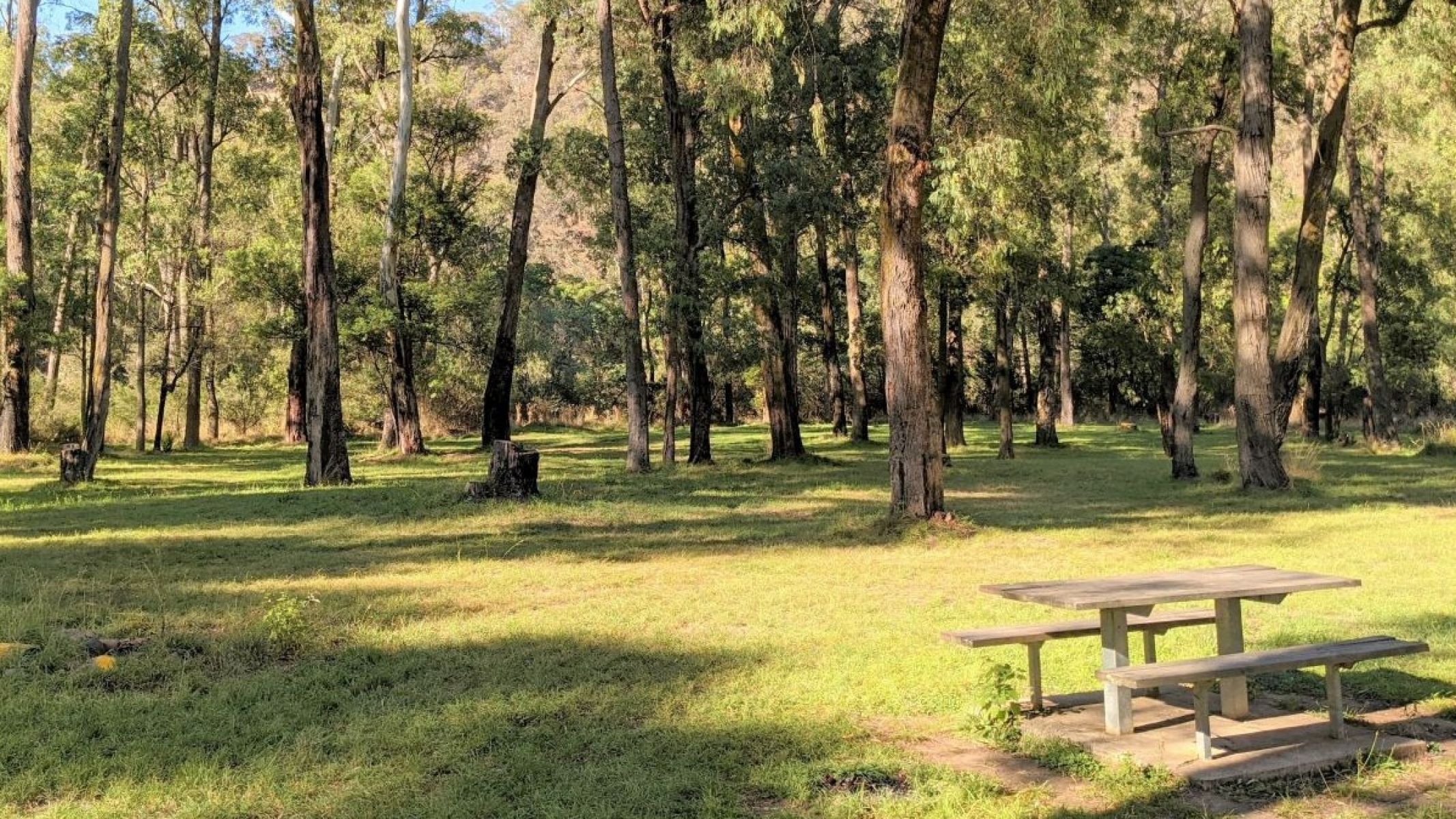 A grassy opening with the sun shining through a forest of trees.