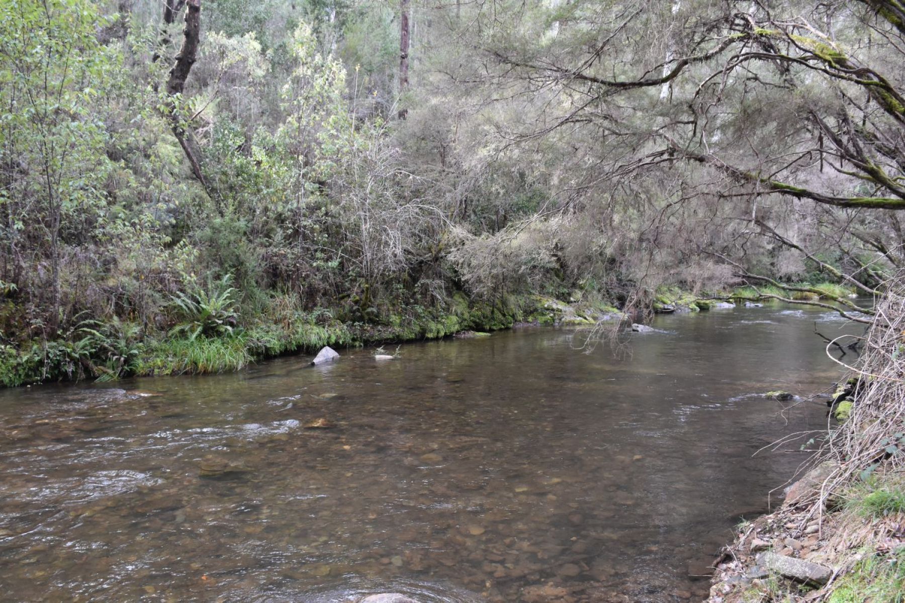 A shallow, clear river with rocks on the riverbed. A range of different trees are along the embankment. 