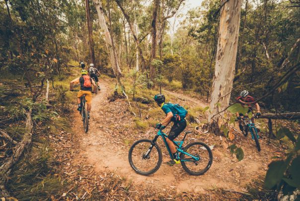 A group of mountain bike riders ride uphill on a trail through forest