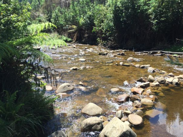 A calm river filled with pebbles and rocks with ferns on either bank