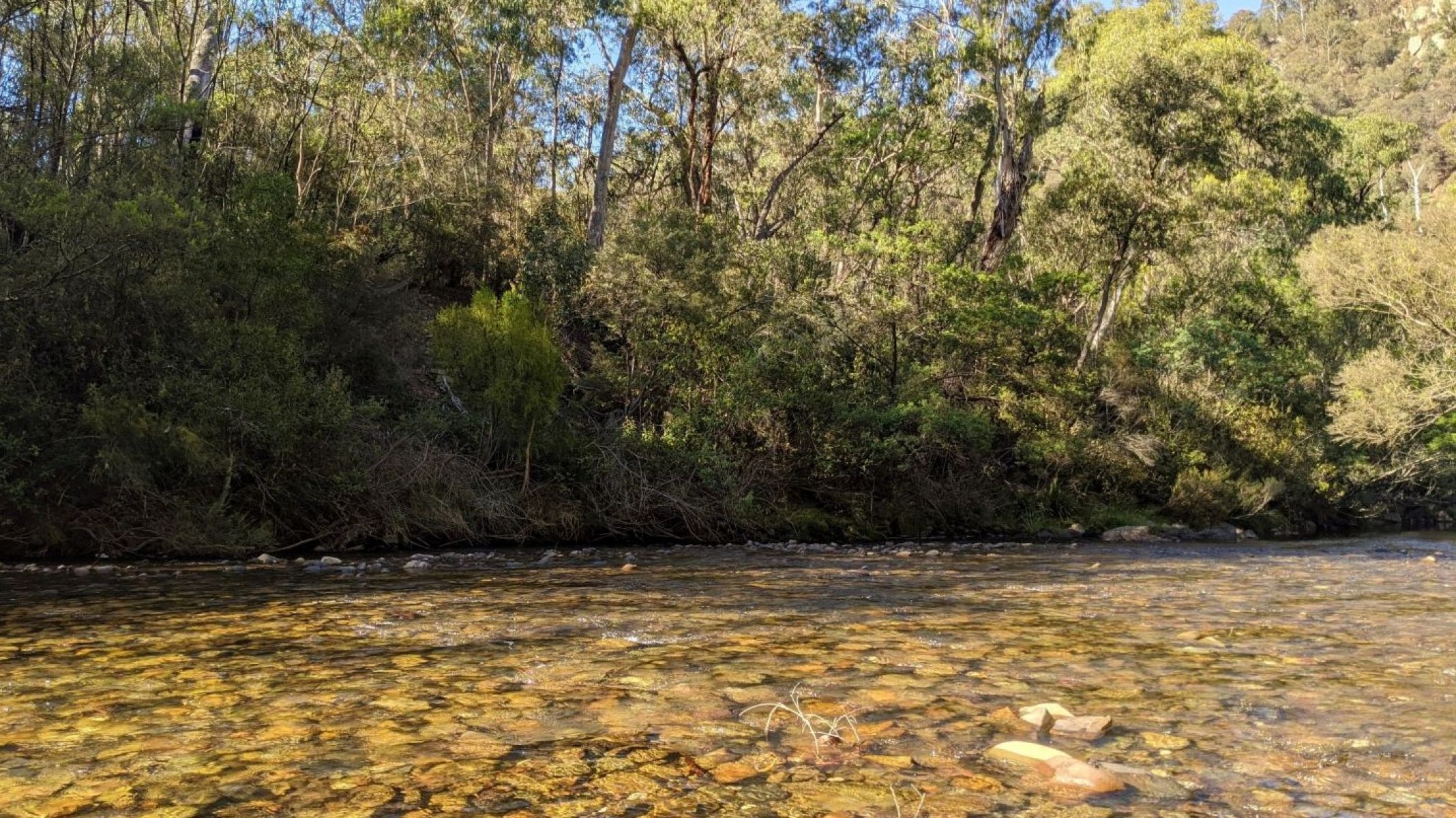 A shallow river with rocks and pebbles underwater and trees in the background.