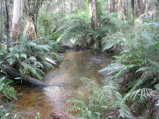 A shallow creek bed with ferns surrounding the banks.