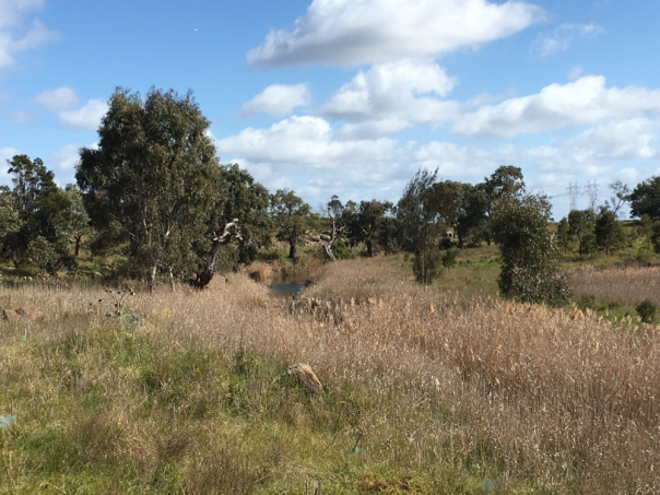 Kororoit creek surrounded by dry landscape 