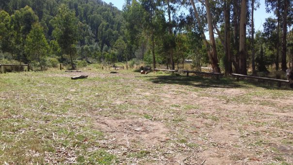 A large grassy area with tall trees in the background