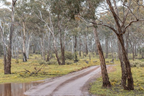 Entrance track into Ferguson campsite 