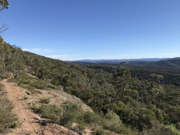 Aa view over the Reserve and the forest . Blue skies in the background, and looking down off the track onto lush tops of green trees. A gravel path in the bottom left of the image. 