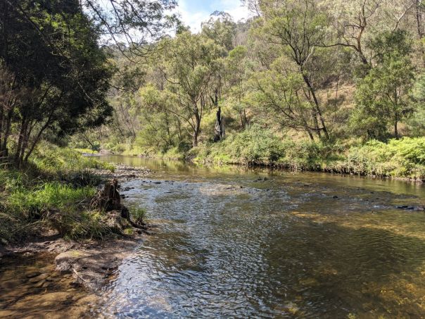 Clear water runs through a river that has trees along both sides.